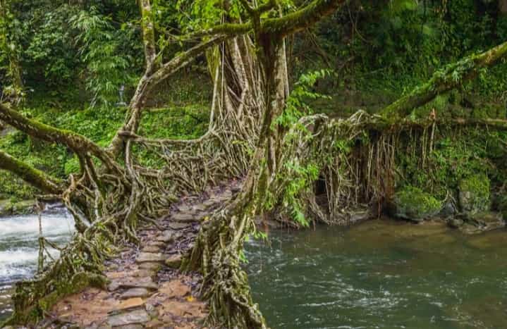 Meghalaya is famous for its beautiful ‘Living Root Bridges’.